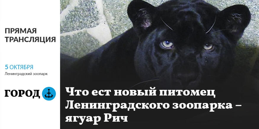 Московский зоопарк трансляция